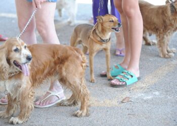 Senacon determina recolhimento de petiscos caninos Balance Bifinhos