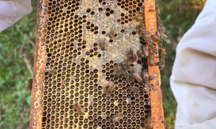 Cobiçado no exterior, mel de melato é pouco conhecido no Brasil Cobiçado no exterior, mel de melato é pouco conhecido no Brasil