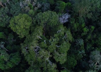 MP muda normas de gestão de florestas para fomentar mercado de carbono