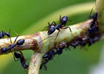 Estudo com formigas revela efeitos do pasto na diversidade amazônica