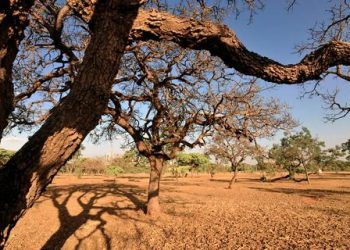 Minas Gerais decreta emergência em 135 Municípios devido à seca