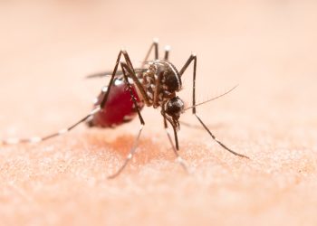 Chikungunya: Brasil registra 254 mil casos prováveis e 162 mortes em 2024