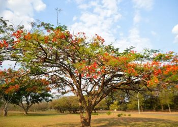 Primavera 2024: clima seco deve continuar até meados de novembro