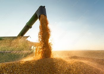 Preço da soja em leve queda