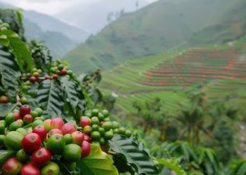 Semana começa em baixa para o café