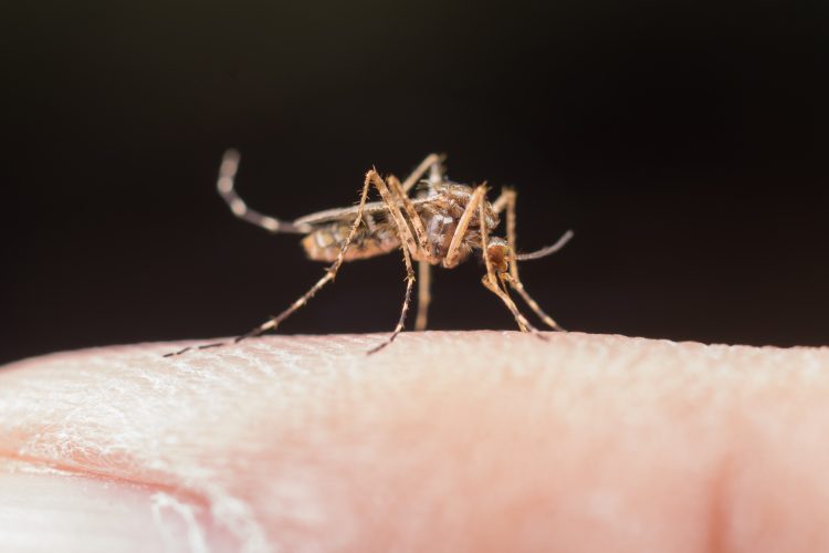Dengue: Brasil tem 3,2 mil casos a cada 100 mil habitantes Dengue: Brasil tem 3,2 mil casos a cada 100 mil habitantes