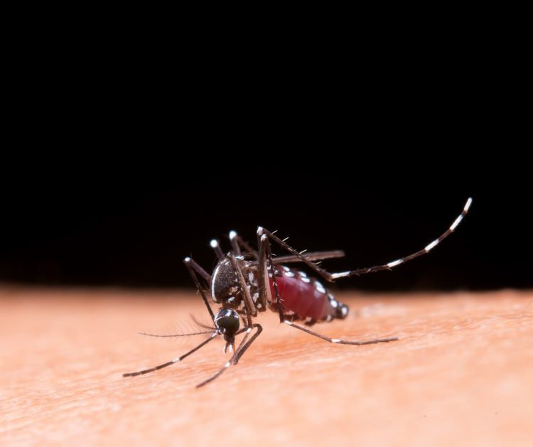 Dengue: saiba mais sobre o sorotipo 3, em circulação do Brasil