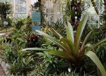 Municípios receberão R$ 30 milhões para ações com plantas medicinais e fitoterápicos