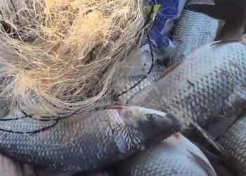 Bacia Hidrográfica do Rio Araguaia: período de defeso termina em 28 de fevereiro