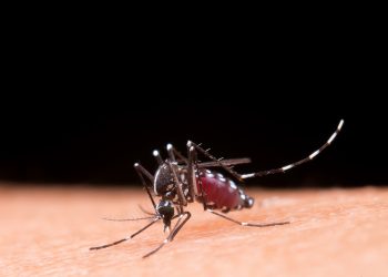 Dengue: Sudeste concentra 73% do número de casos prováveis no país nas primeiras semanas de 2025