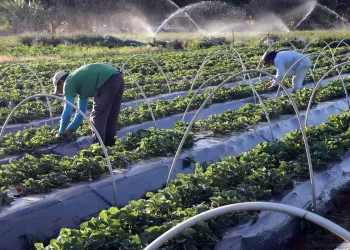 Plano Safra: publicada MP que garante crédito extraordinário ao setor agro