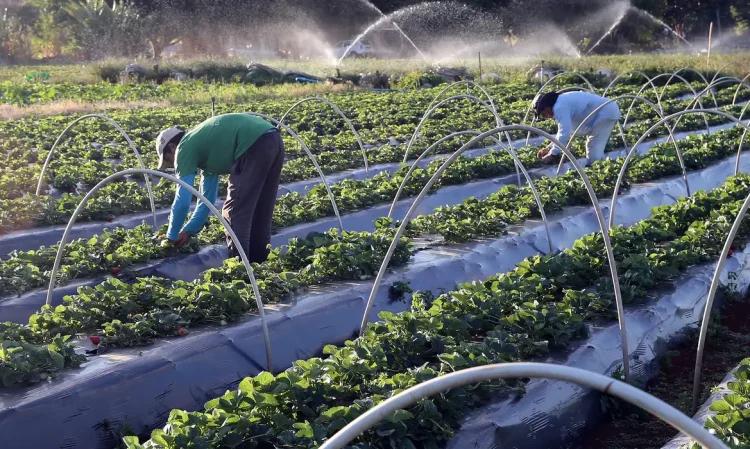 Plano Safra: publicada MP que garante crédito extraordinário ao setor agro