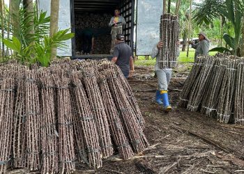 “Vassoura de Bruxa” ameaça lavouras de mandioca no Amapá; alerta é do Mapa