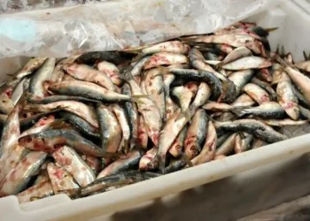 Decisão de zerar alíquota de importação da sardinha em conserva ameaça indústria pesqueira, diz presidente da FPA