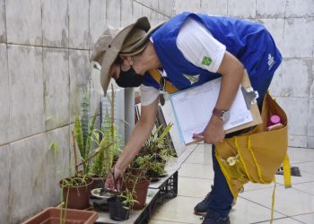 Dengue: casos prováveis ultrapassam 439 mil em 2025