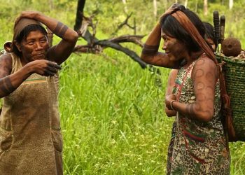 Castanha do Brasil produzida pelos povos Mẽbêngôkre-Kayapó é exportada para a Inglaterra com apoio da ApexBrasil