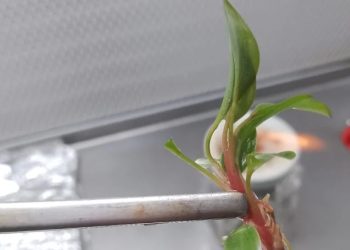HISTÓRIAS EXPORTADORAS: conheça a trajetória de sucesso da Nova Planta, que se prepara para exportar mudas in vitro para o Chile