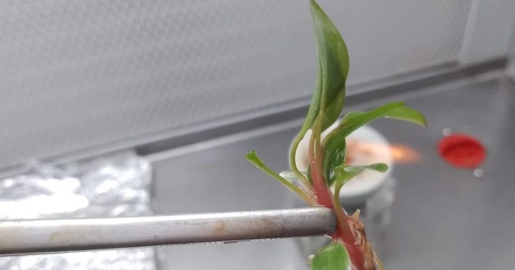 HISTÓRIAS EXPORTADORAS: conheça a trajetória de sucesso da Nova Planta, que se prepara para exportar mudas in vitro para o Chile HISTÓRIAS EXPORTADORAS: conheça a trajetória de sucesso da Nova Planta, que se prepara para exportar mudas in vitro para o Chile