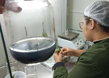 HISTÓRIAS EXPORTADORAS: empresa de mudas in vitro dá primeiros passos no mercado internacional com ajuda da ApexBrasil