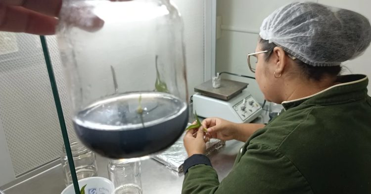 HISTÓRIAS EXPORTADORAS: empresa de mudas in vitro dá primeiros passos no mercado internacional com ajuda da ApexBrasil HISTÓRIAS EXPORTADORAS: empresa de mudas in vitro dá primeiros passos no mercado internacional com ajuda da ApexBrasil