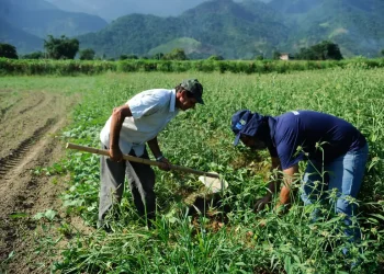 Pronaf: BASA projeta atender 30 mil famílias com R$ 2,5 bi em financiamentos, em 2025