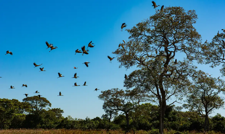 Áreas com inundações frequentes podem ser isentas de Imposto Territorial Rural