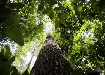 Licenciamento ambiental: proposta aprovada no Senado unifica procedimentos e simplifica concessão de licenças