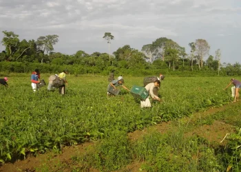 Crédito verde e agricultura familiar: Banco da Amazônia amplia apoio com R$ 2,5 bilhões em 2025