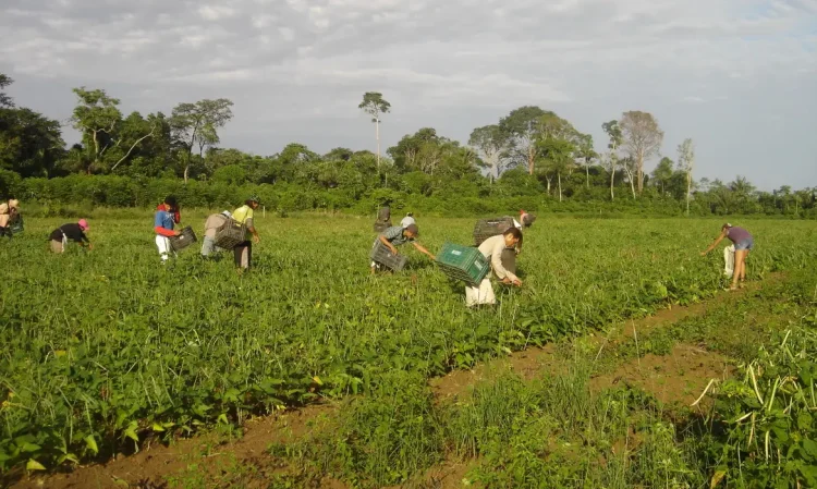 Crédito verde e agricultura familiar: Banco da Amazônia amplia apoio com R$ 2,5 bilhões em 2025