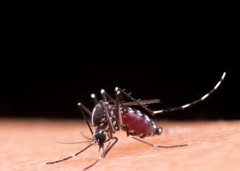 Brasil inaugura maior biofábrica do mundo para produção da bactéria Wolbachia