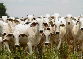 Com tarifa dos EUA, economia de Goiás pode perder quase R$ 800 milhões