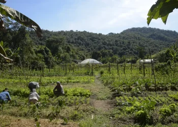 DITR 2025: prazo e orientações para a entrega da declaração do imposto rural