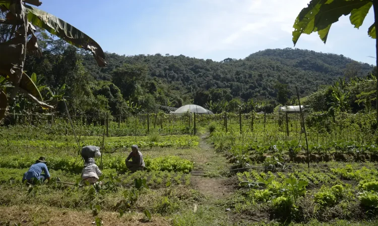 DITR 2025: prazo e orientações para a entrega da declaração do imposto rural