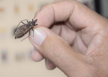 “Quem tem Chagas, tem pressa”: projeto busca tratar pacientes mais perto de casa