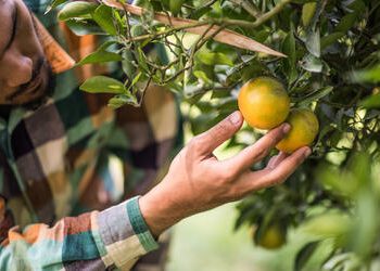 Tarifa de 50% dos EUA põe agronegócio frutícola em alerta