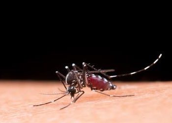 Vacina contra dengue tem eficácia comprovada em adolescentes