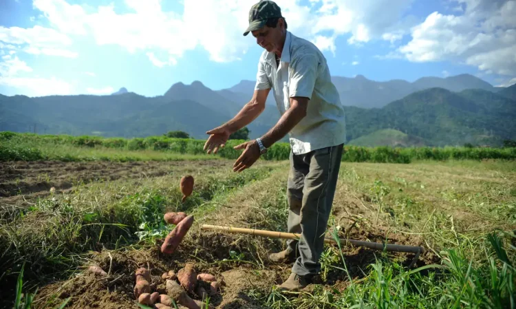 Bolsa Família: trabalhador contratado por safra poderá manter benefício social