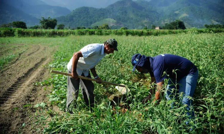 Agricultura familiar concentra 77% das propriedades rurais, mas responde por apenas 23% da produção nacional
