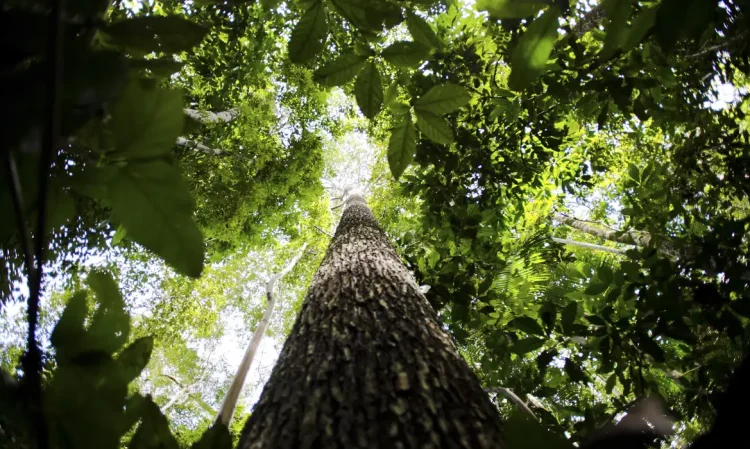 Banco da Amazônia amplia crédito verde e reforça apoio a pequenos empreendedores