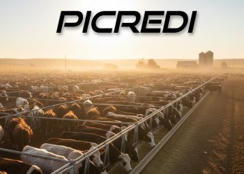 Investimentos em Confinamento de Gado Crescem no Brasil em 2025 com Margens Altas e Arroba Valorizada