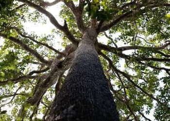 Congresso derruba vetos e flexibiliza Lei do Licenciamento Ambiental