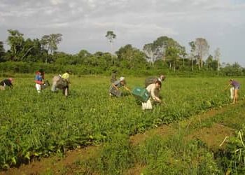 FNO impulsiona desenvolvimento econômico no Norte e financia R$ 13,4 bilhões até setembro