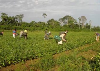 Plano Safra 25/26: pequenos produtores concentram quase 60% do crédito na Amazônia