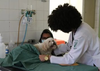 Produtos veterinários terão canal obrigatório de atendimento ao usuário; veja novas regras