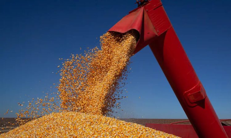 Chuvas intensas em Minas Gerais e Goiás atrasam plantio do milho e ameaçam colheita do feijão Chuvas intensas em Minas Gerais e Goiás atrasam plantio do milho e ameaçam colheita do feijão