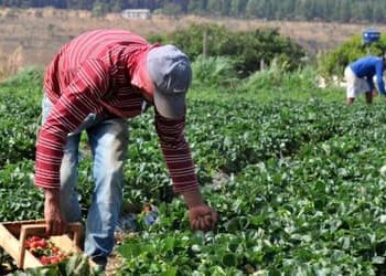 Plano Safra 2025/2026: crédito rural empresarial cresce 6% e soma R$ 316,57 bilhões