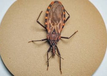 Doença de Chagas: 155 municípios prioritários recebem quase R$ 12 milhões para ações de vigilância