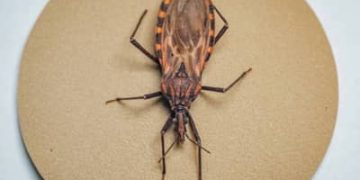 Doença de Chagas: 155 municípios prioritários recebem quase R$ 12 milhões para ações de vigilância