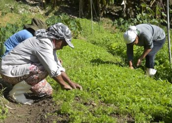 Renegociação das dívidas rurais mobiliza Congresso e setor produtivo para garantir produção de alimentos e estabilidade econômica