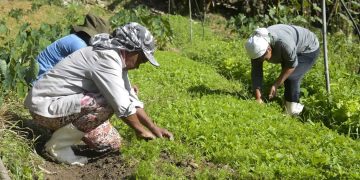 Renegociação das dívidas rurais mobiliza Congresso e setor produtivo para garantir produção de alimentos e estabilidade econômica Renegociação das dívidas rurais mobiliza Congresso e setor produtivo para garantir produção de alimentos e estabilidade econômica